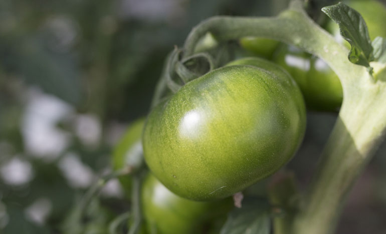 fratelli facchini pomodoro insalataro