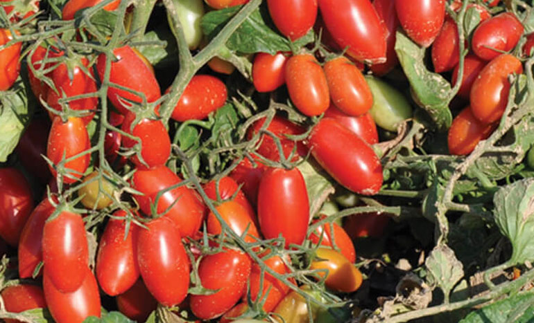 agricola facchini produzione pomodoro datterino